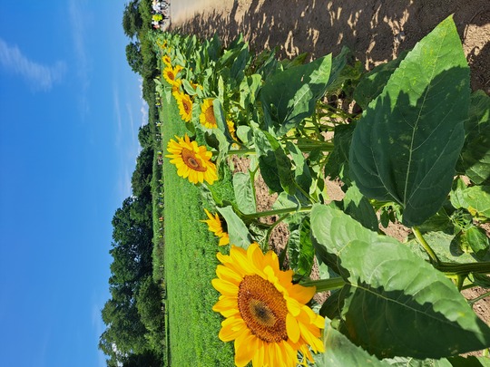 青い空、ひまわりの応援